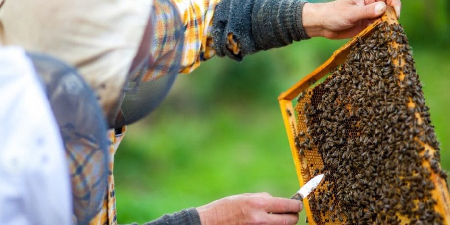 Imagen del artículo “No habrá una agricultura de calidad en el Perú si no tenemos una apicultura sostenible”